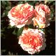 Rosa  Abraham Darby Englische Rose.html